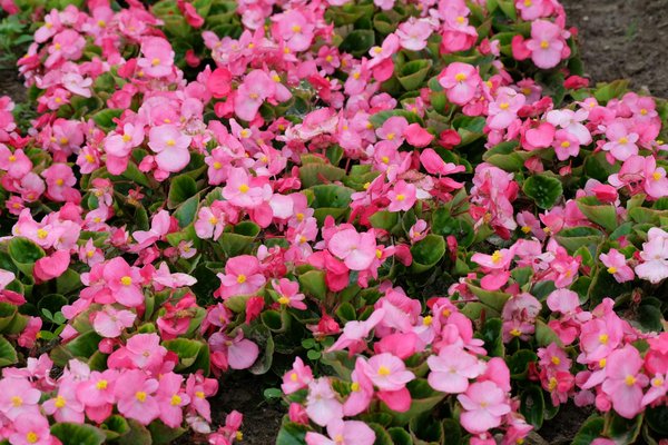 Réalisez votre propre treillis : guide DIY