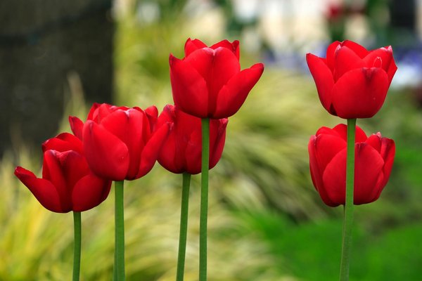 Découvrez les poêles à bois à biarritz pour un intérieur chaleureux